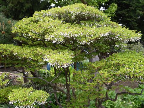 銅樹開花|ドウダンツツジの特徴・育て方・剪定時期・病気・害虫